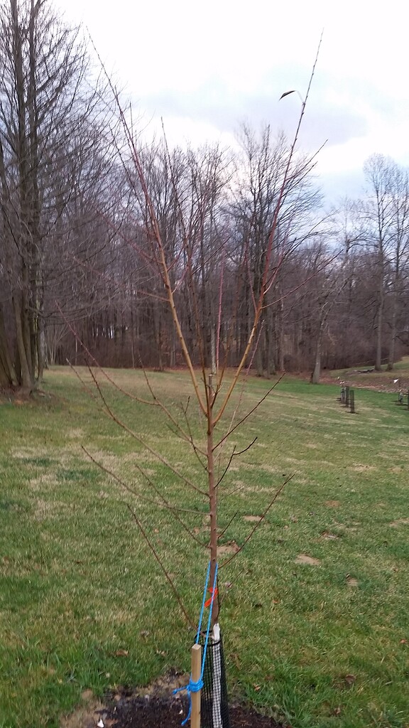 Pruning help with Spice Zee General Fruit Growing Growing Fruit