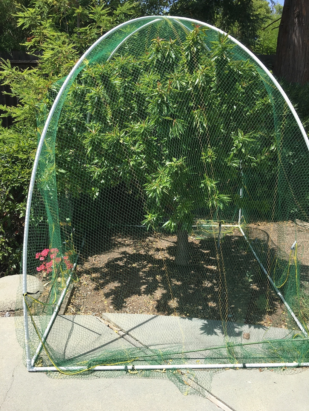 Garden Prince Genetic Dwarf Almond - Pictures! - Growing Fruit