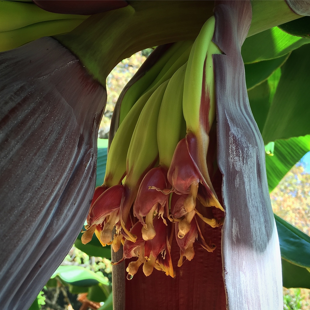 Bananas in Northern California General Fruit Growing Growing Fruit