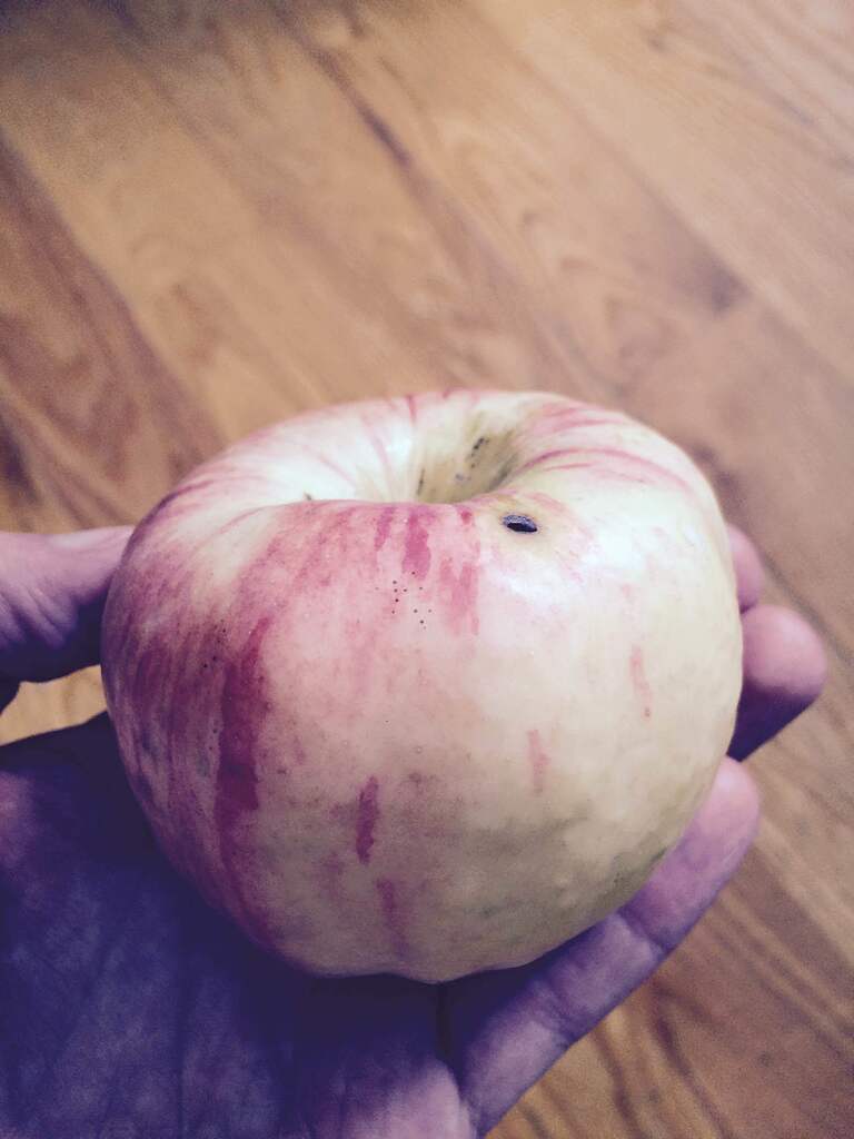 Kazakhstan Apples - General Fruit Growing - Growing Fruit