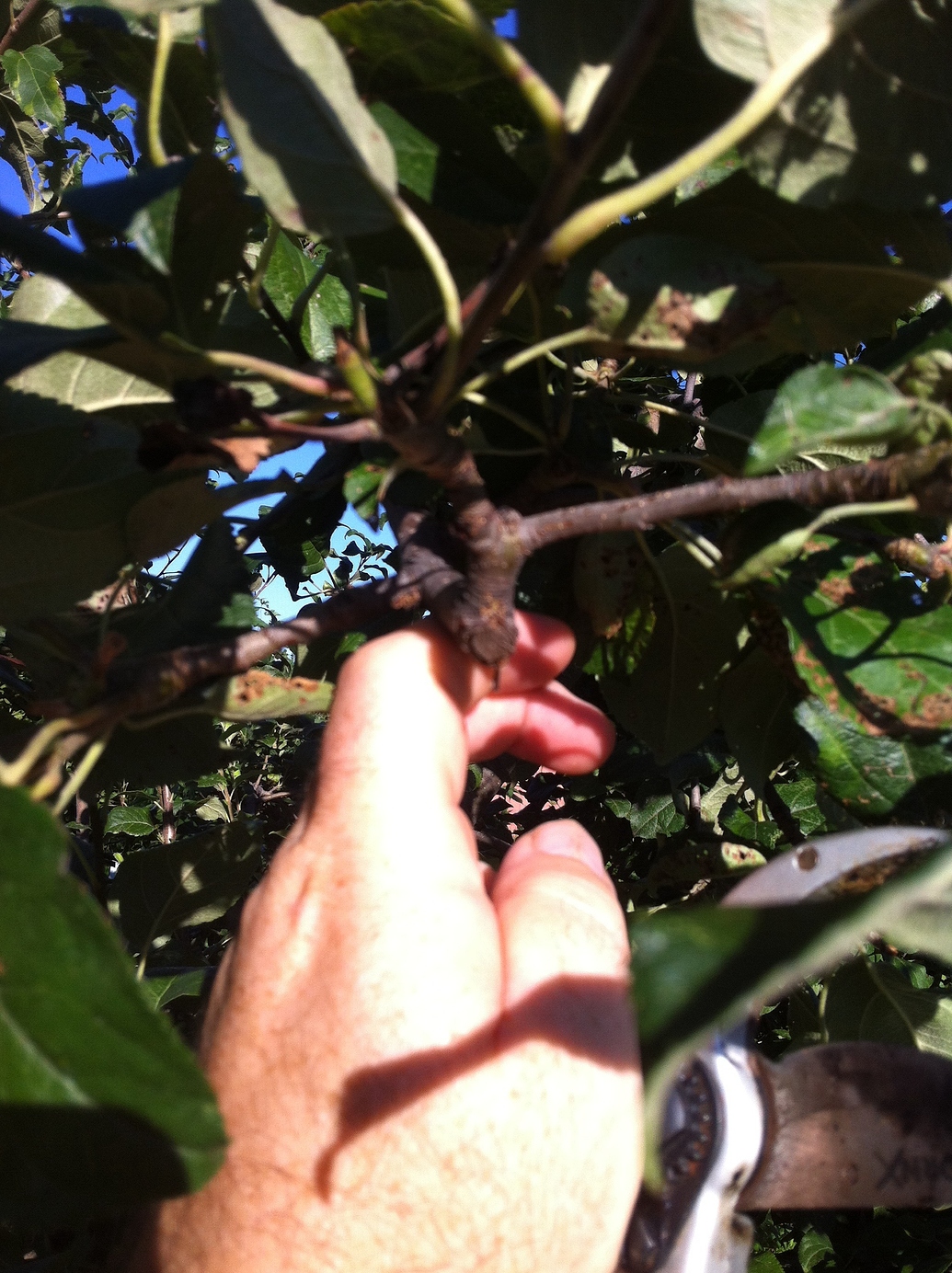 Tipping to make a bushy more productive fruit tree General Fruit