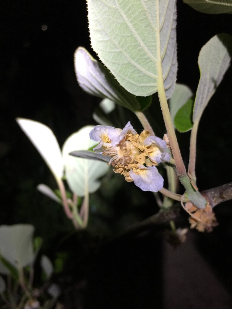 Kiwi flowers General Fruit Growing Growing Fruit