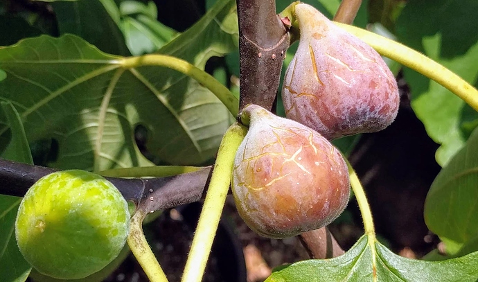 U%20Spadafora%20Yellow%2008-06-2019-2