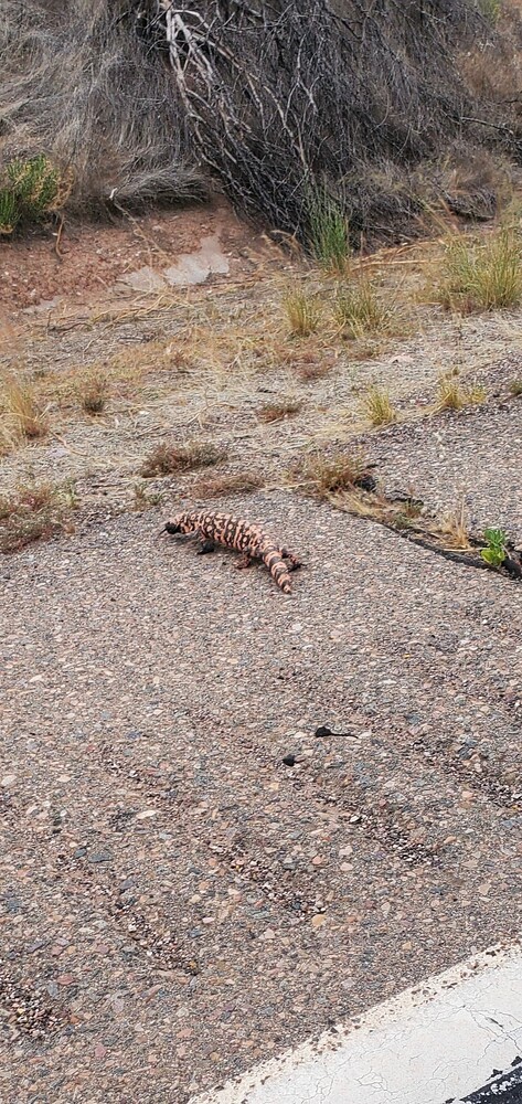 Resized_Screenshot_20250529-183558_Gallery