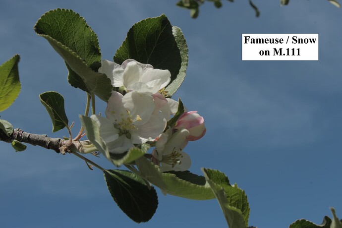 Fameuse - Snow