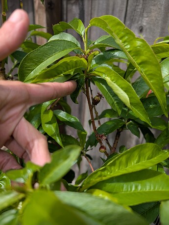 PXL_20250515_201227295