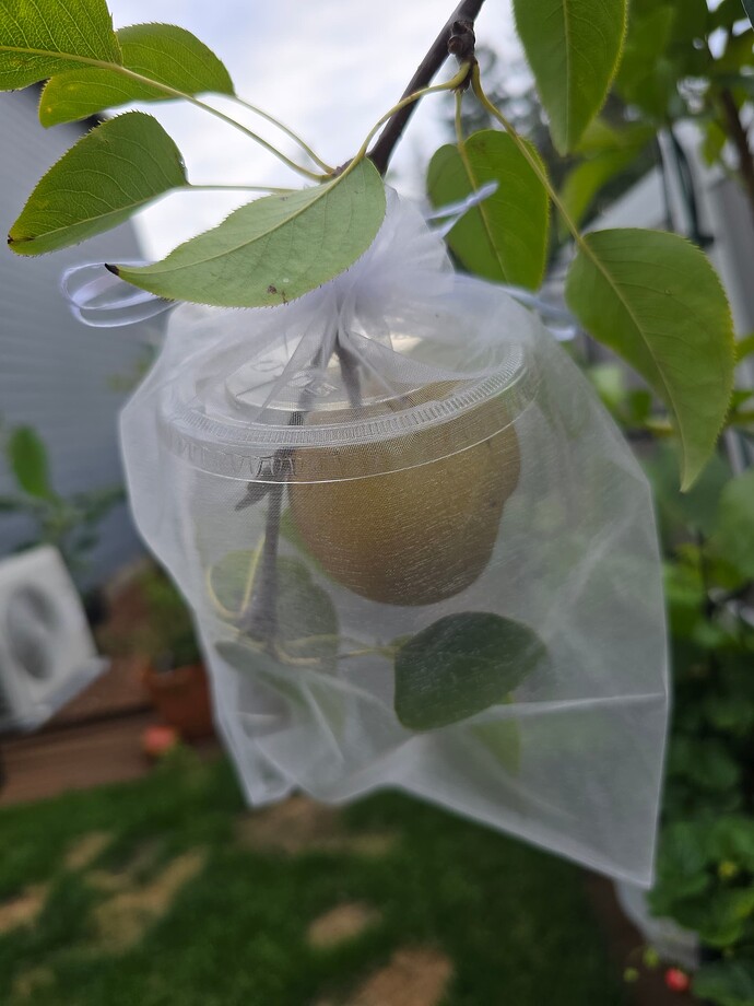 Bitter pit vs stink bug damage - General Fruit Growing - Growing Fruit