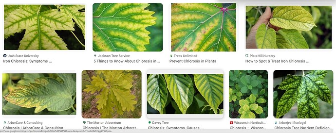 chlorosis