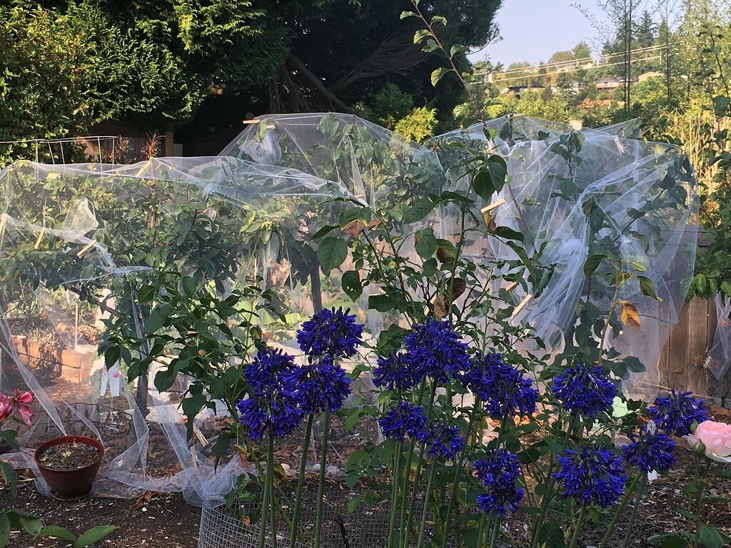 Seattle zone 8b garden. Plums, blueberries, mulberry, cherry & grapes