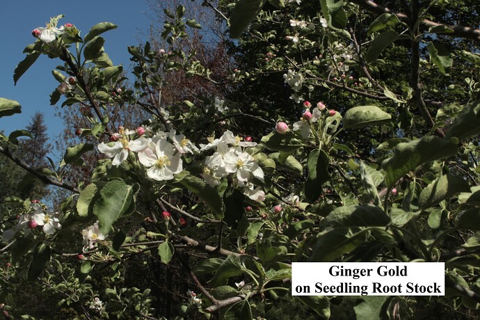 Ginger Gold