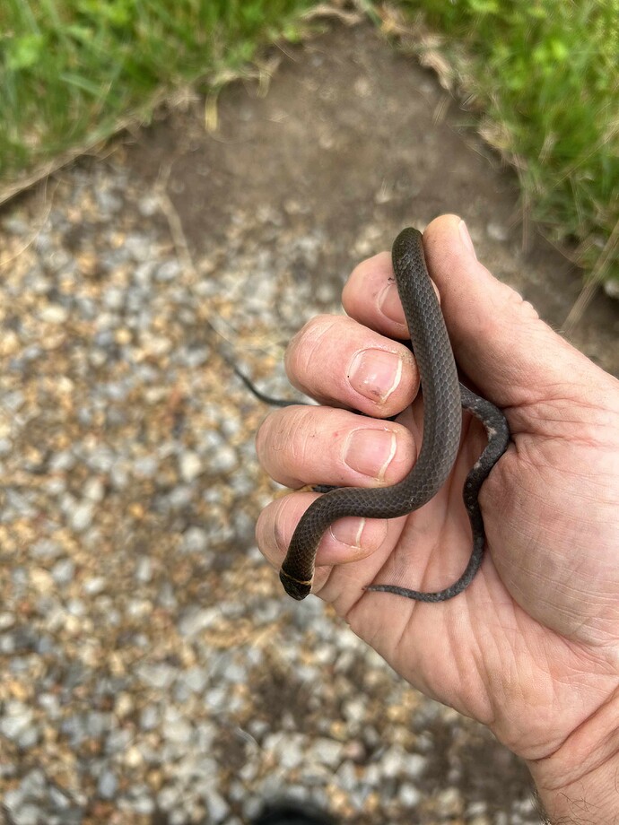 Ringneck 1