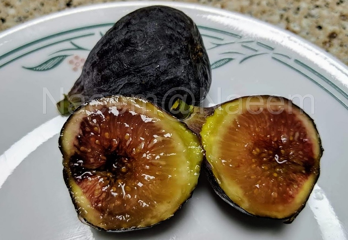 GM%20172%20(Gozo%20Girl)%20B