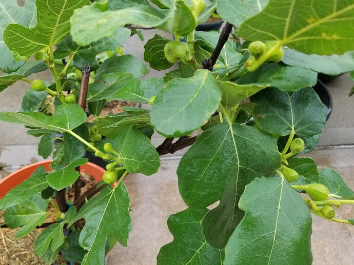 16259504066407807682536514305615