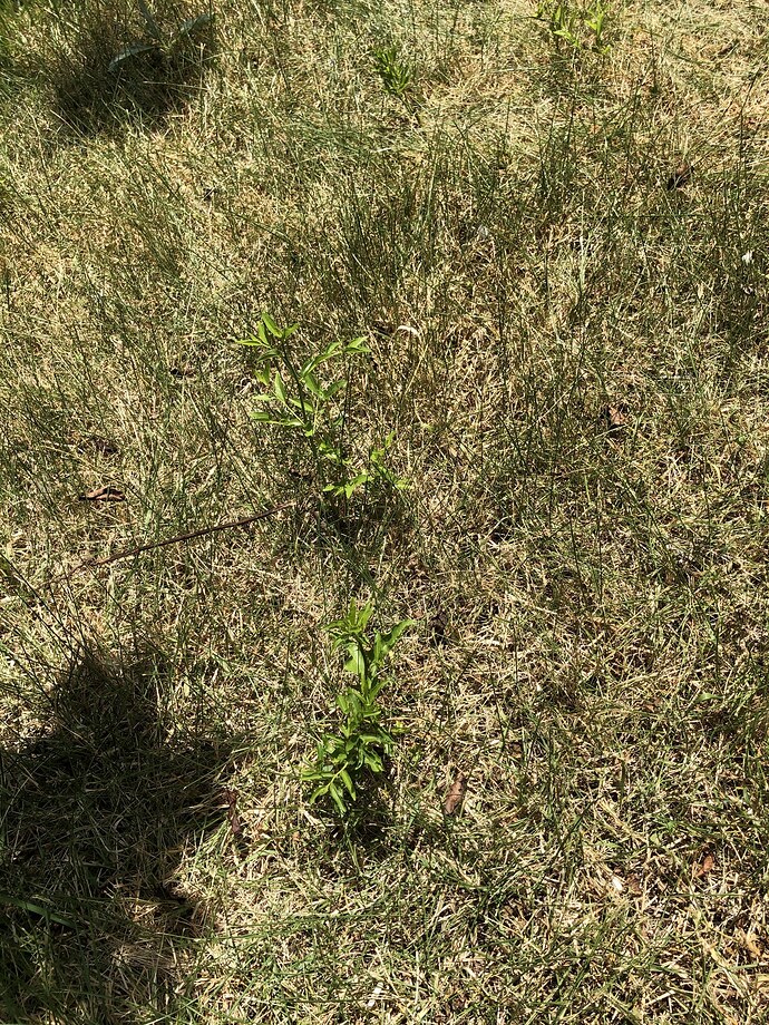 Jujube_Suckers_in_lawn_07-13-2022