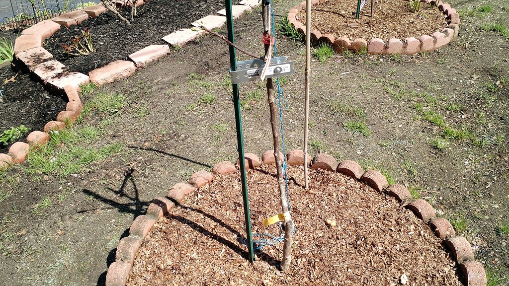 Staking dwarf trees with one post will it work? (Pictures) General