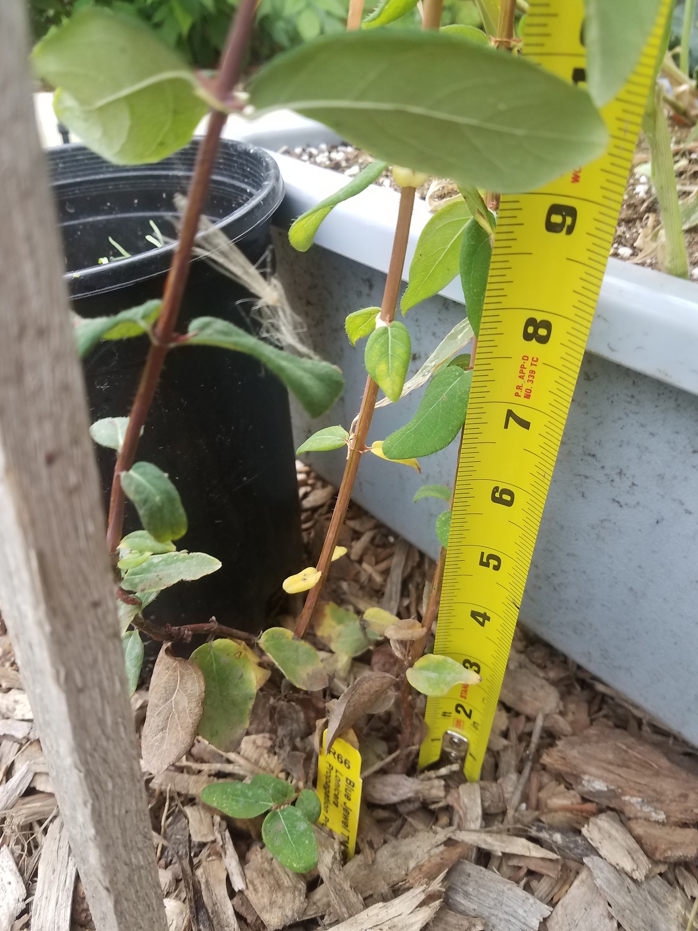 Berries Unlimited Honeyberry Plants General Fruit Growing Growing Fruit