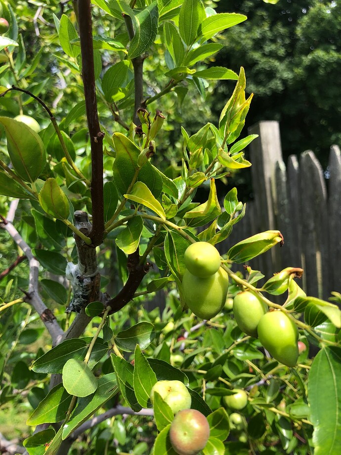 Russia_2_on_Chico_r_08-14-2022