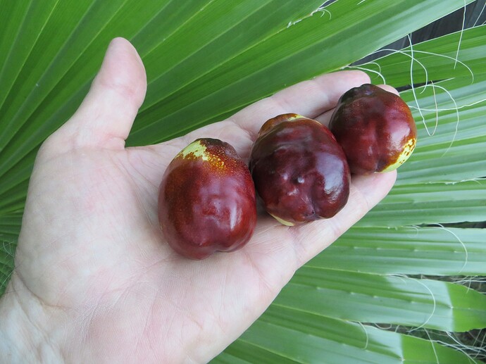 Frog jujubes