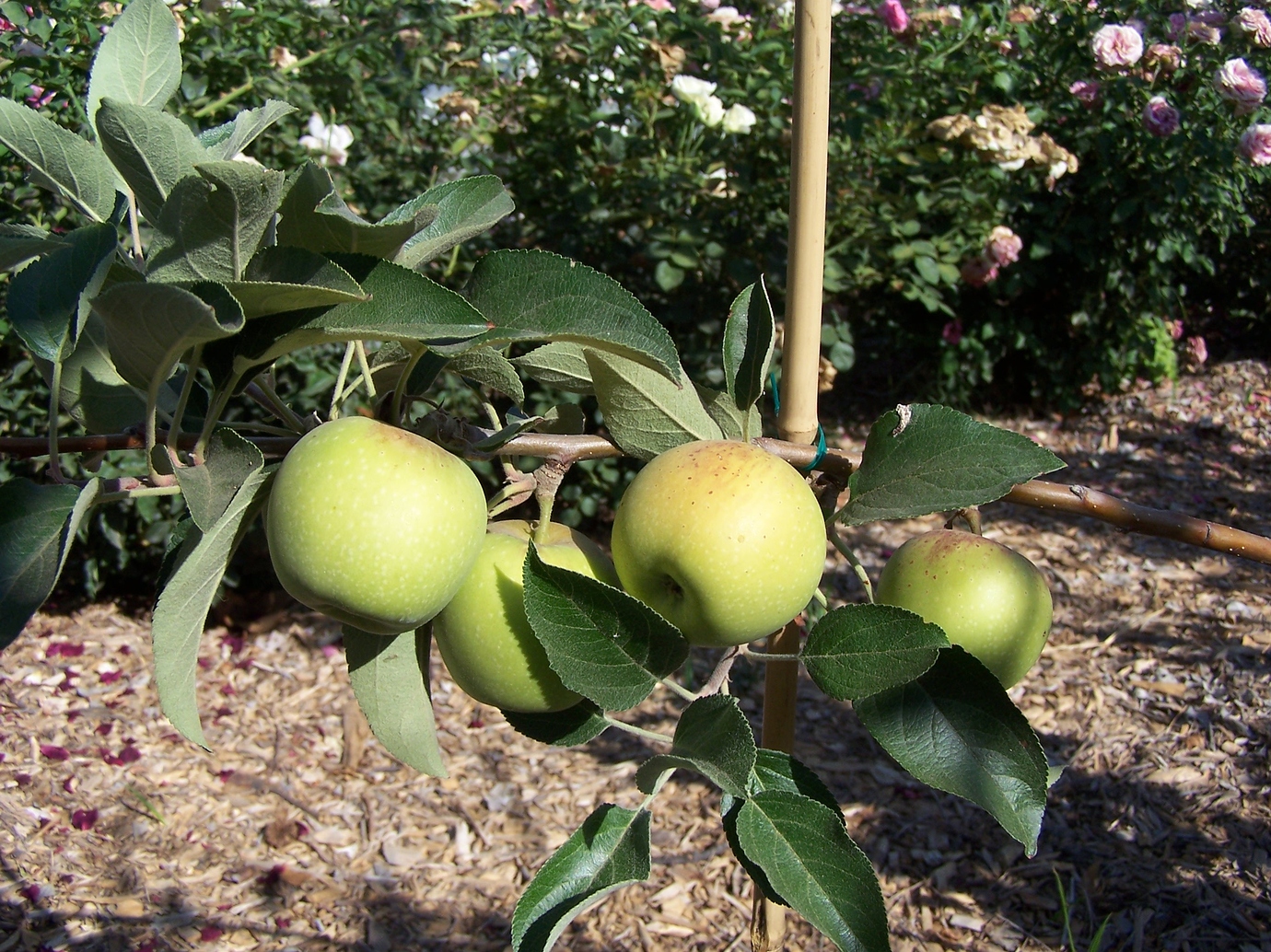 Hawaii Apple General Fruit Growing Growing Fruit