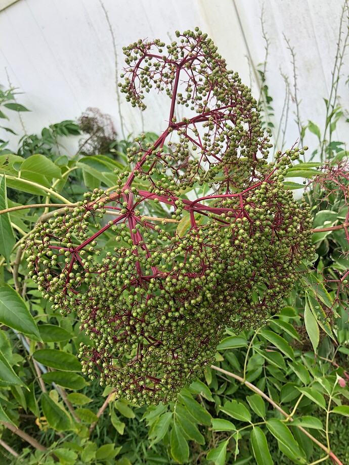 Wyldwood_a_08-17-2022