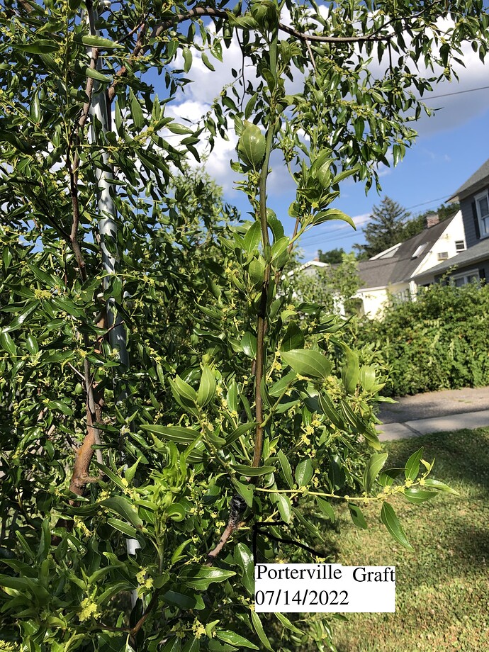 Porterville_graft_ph_07-14-2022