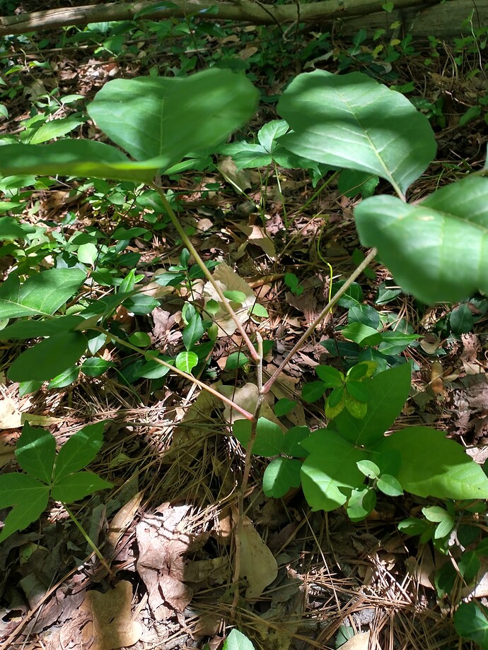 IMG_20240423_135051601_HDR