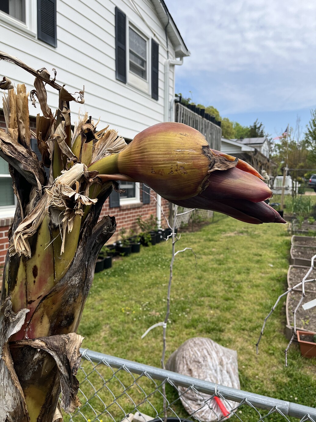 Bananas in zone 8a General Fruit Growing Growing Fruit