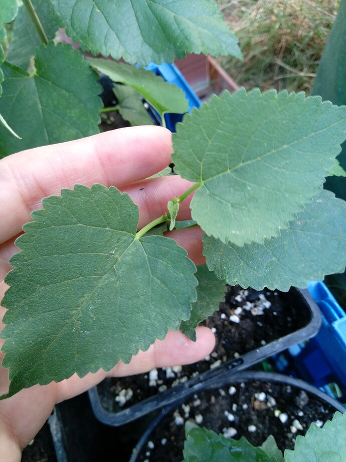 IMG_20240907_111647_343