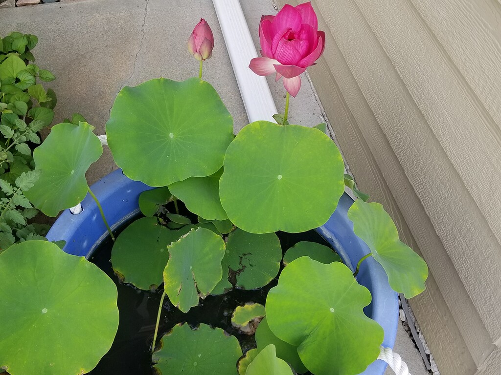 Lotus finally bloom General Fruit Growing Growing Fruit