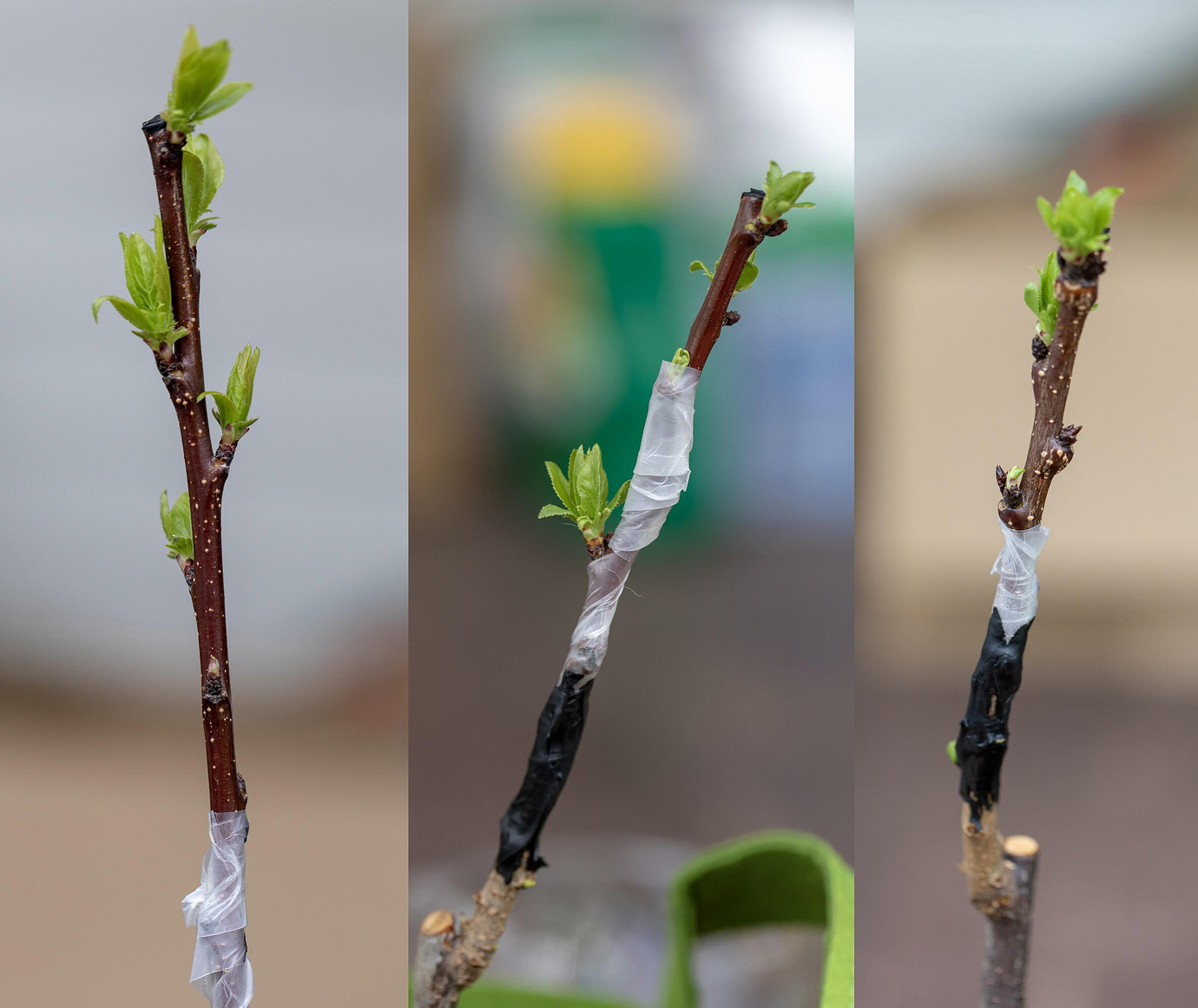 First Time Apricot/Plum grafter leafed out rootstocks General Fruit