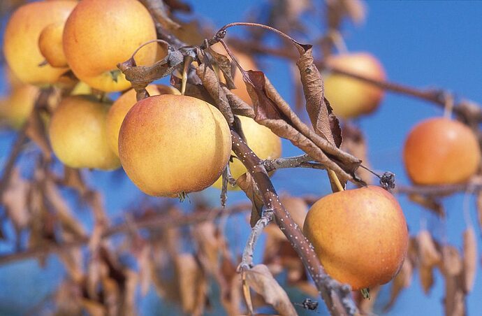 Fire Blight on Apple Tree Branch