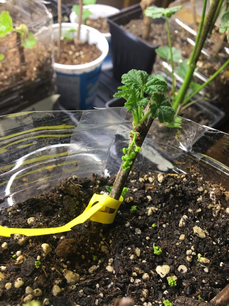 Currant cutting flowering General Fruit Growing Growing Fruit