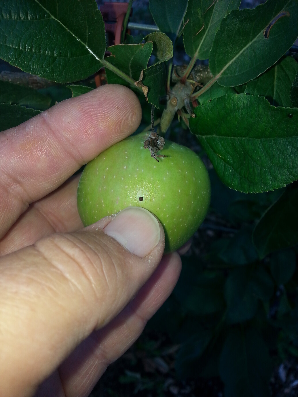 What Are These Black Dots On Apples General Fruit Growing Growing Fruit