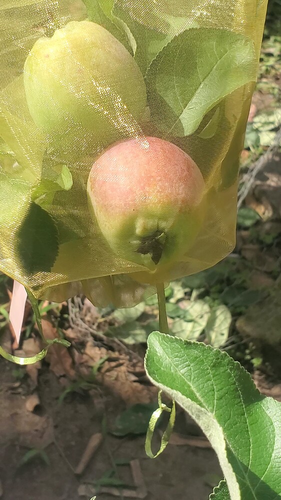 Williams Pride Coloring