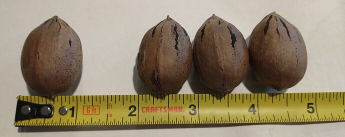 2023-10-21 4 Kanza pecans, 34g total