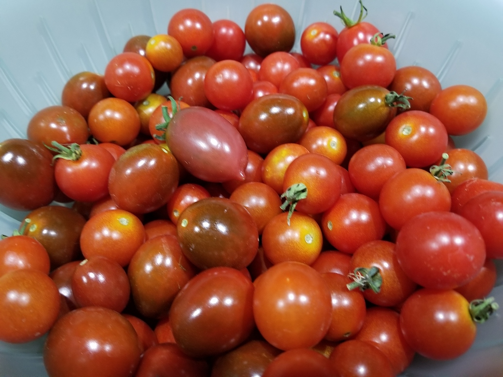Flavor Bombs and Kumato cherry tomatoes are ripen General Gardening