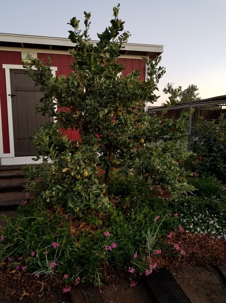 Varigated Pink Lemonade Pic! - Pictures! - Growing Fruit