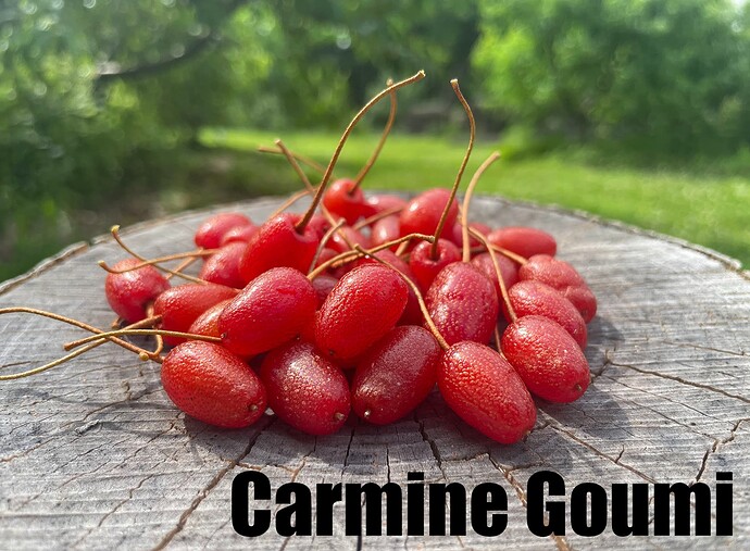 Carmine 01