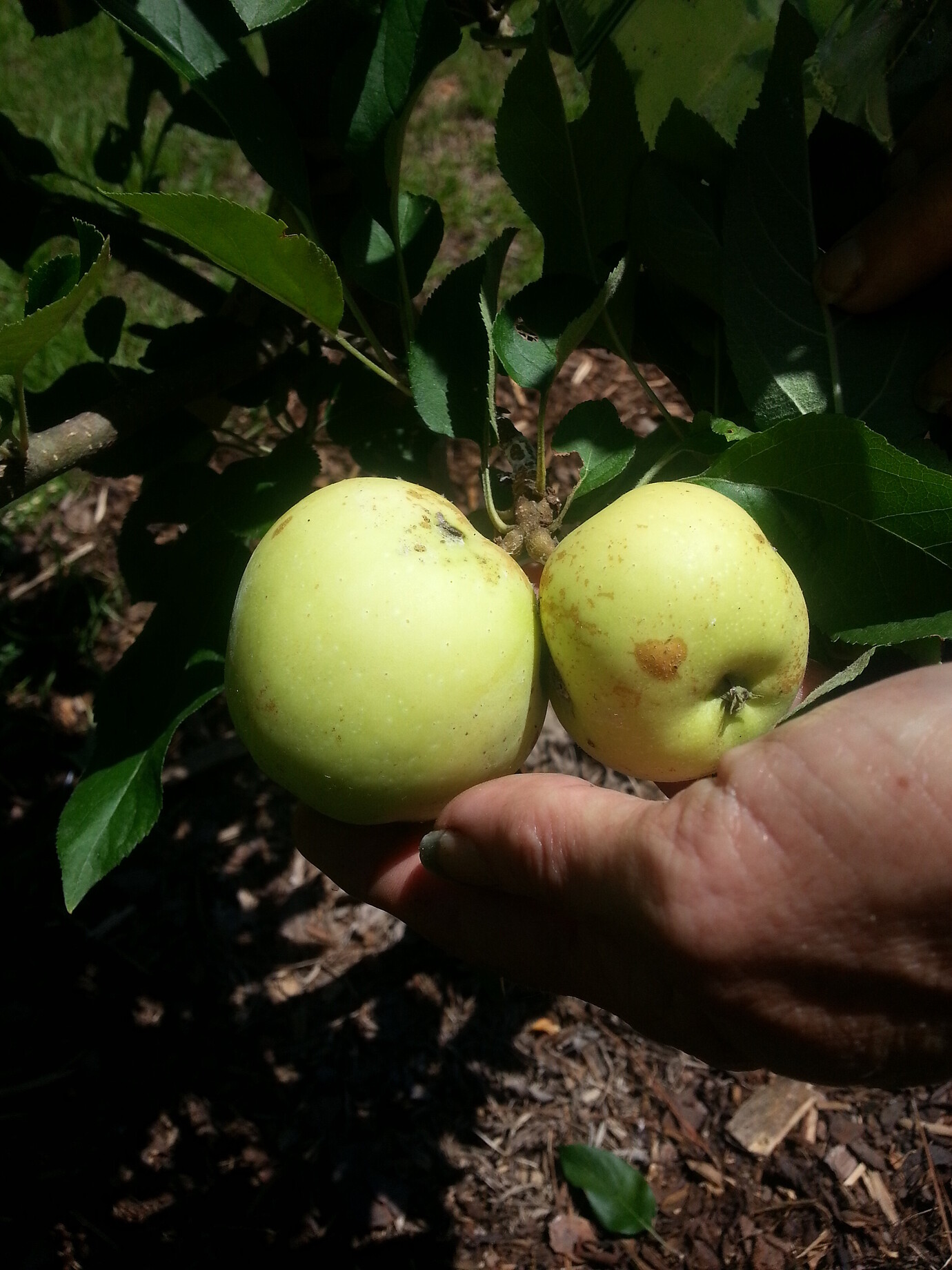 Red Fuji Apples? General Fruit Growing Growing Fruit