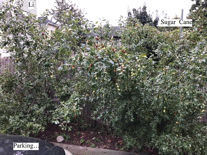 Jujube_rental_10-24-2021