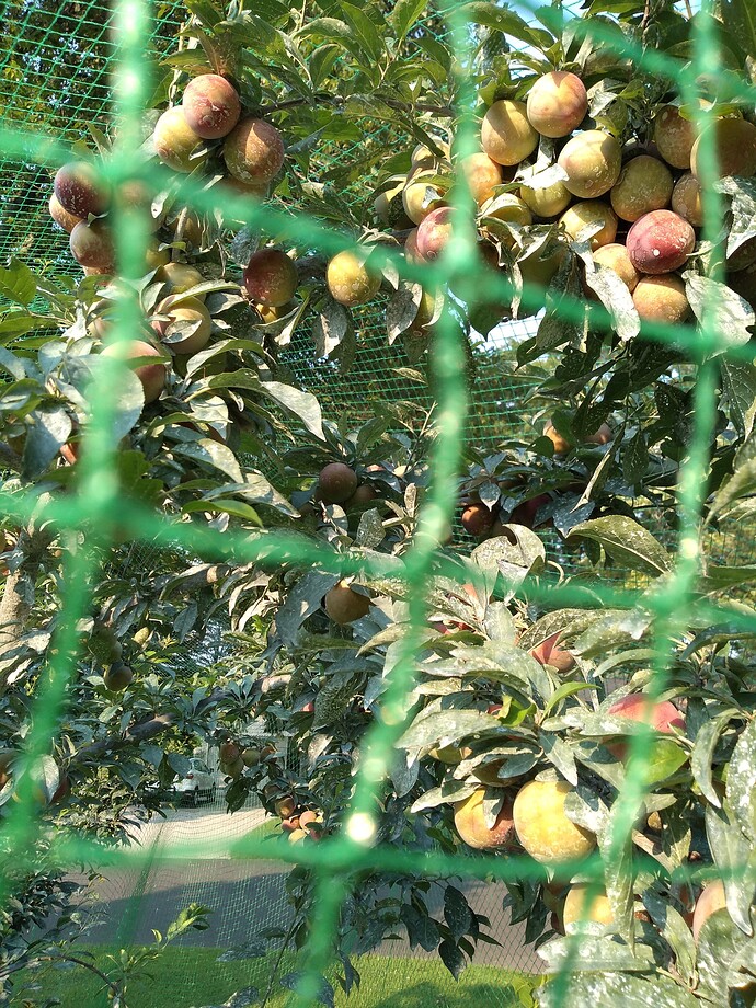 IMG_20210707_182109974