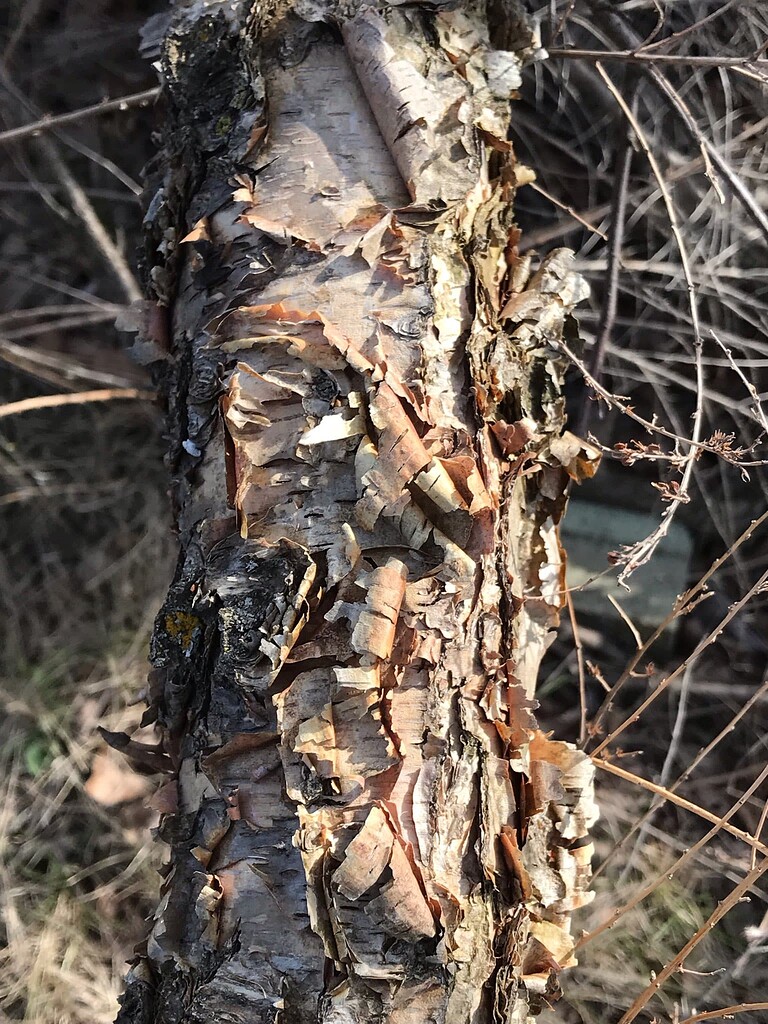 Type of birch propagation question Pictures! Growing Fruit