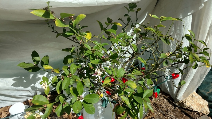 IMG_20180226_123320498_HDR