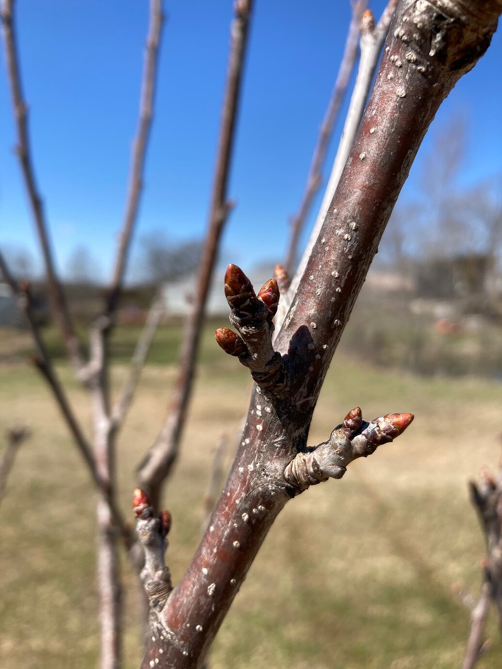 What do fruiting spurs look like on different types of trees? General