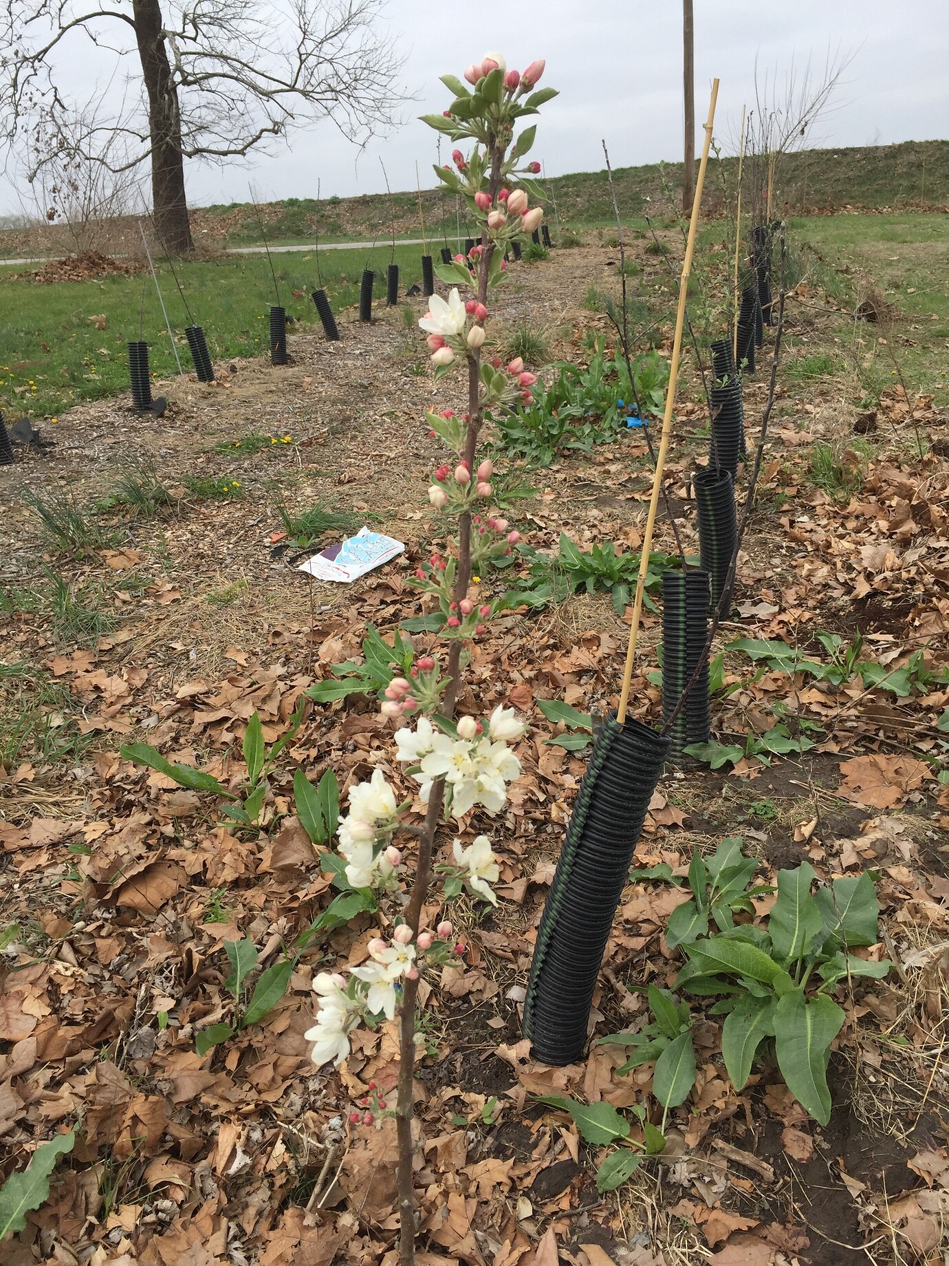 Tall Spindle Trellis Planting General Fruit Growing Growing Fruit