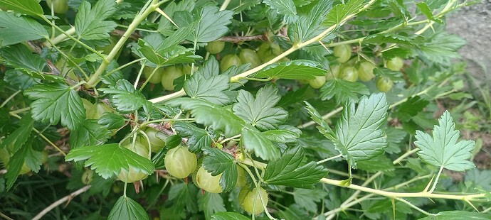 IMG_20250528_110113476_HDR