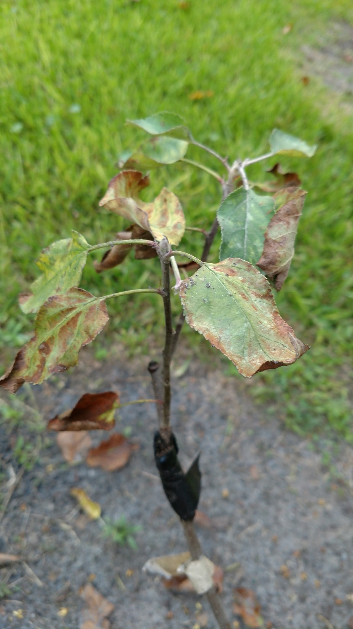 Apple Tree not doing well General Fruit Growing Growing Fruit