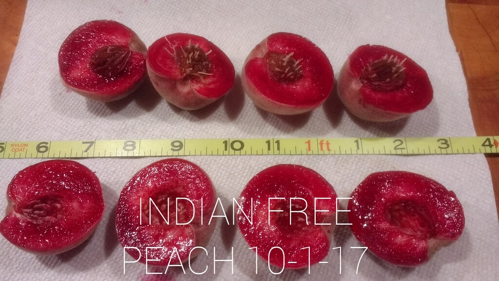 Indian free peach 10117 General Fruit Growing Growing Fruit