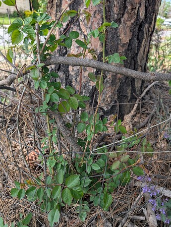 PXL_20250515_204625476