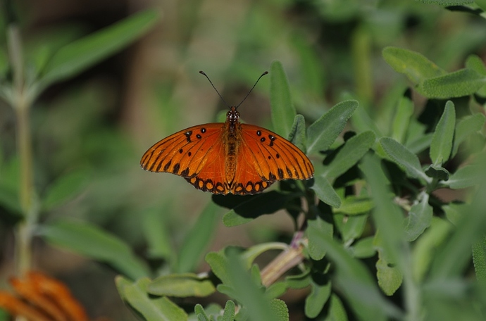 Gulf Fritillary butterfly